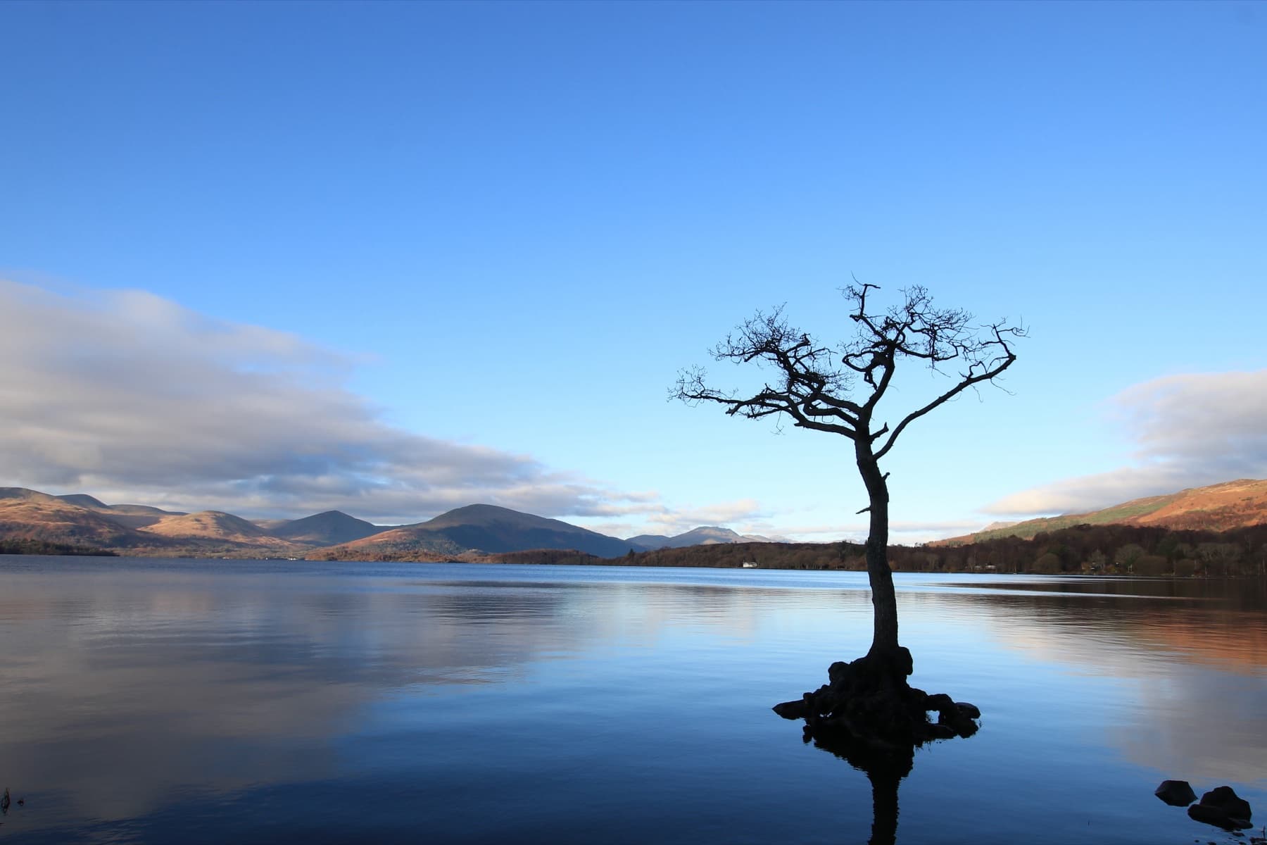 The lone tree at Loch Lomond reflected in still blue water