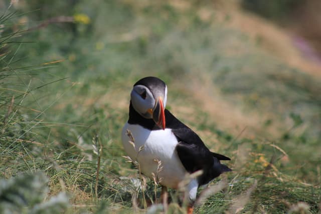 Puffin, Isle of May