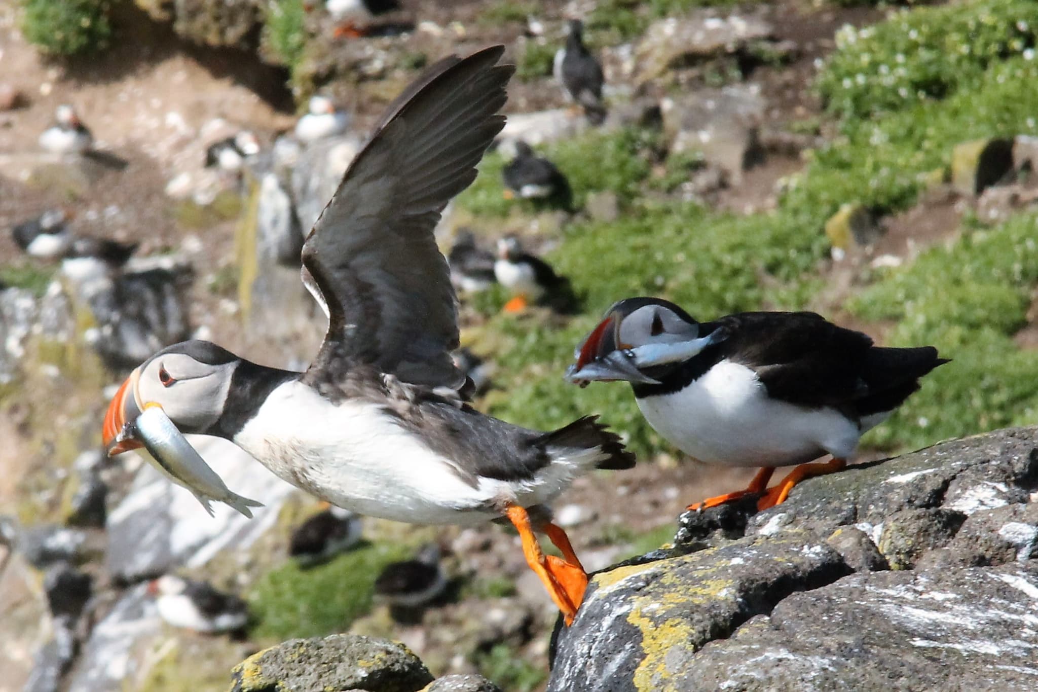 Puffins Inchcolm Island