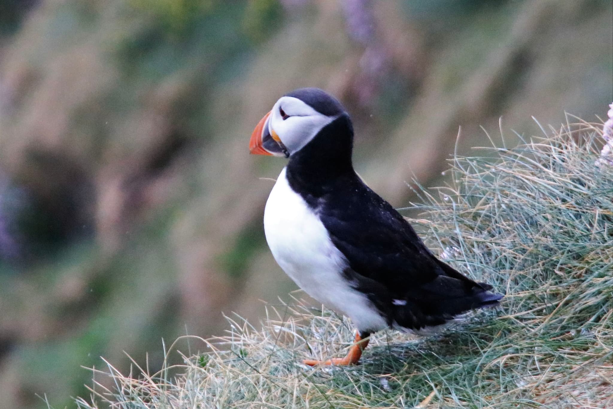Puffin, Staffa