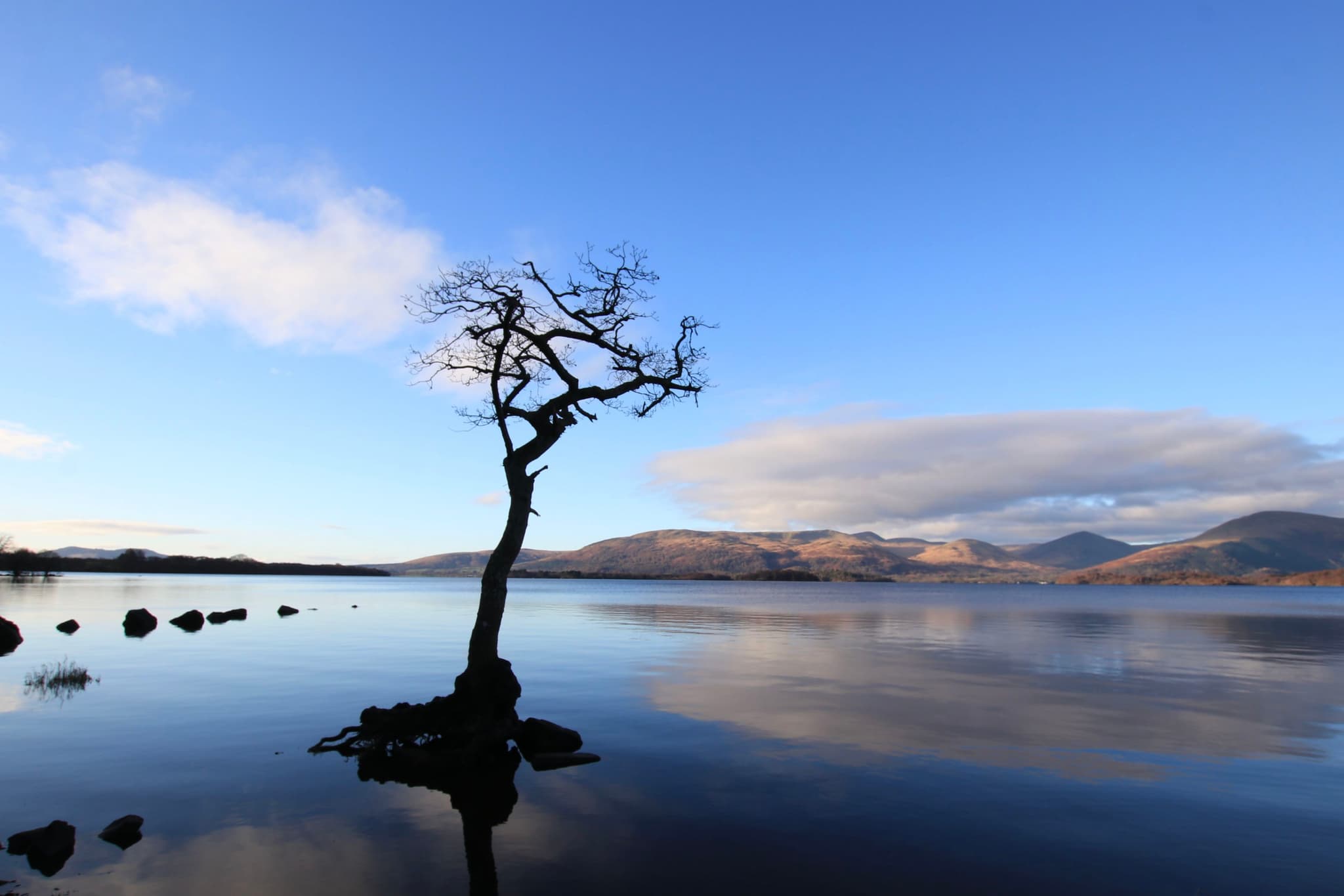 Lonely Tree, Milarrochy Bay
