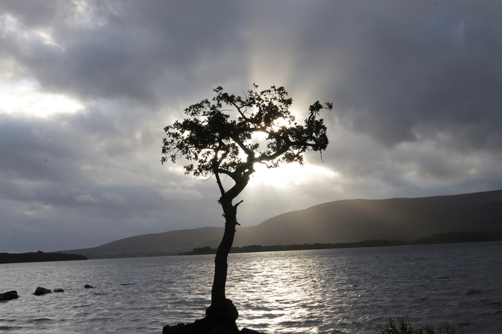 Lonely Tree, Milarrochy Bay (2)